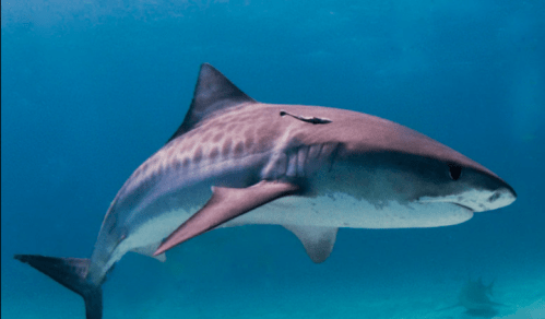 A tiger shark swimming gracefully underwater, showcasing its distinctive stripes and sleek body.