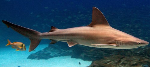 A shark swimming gracefully in clear blue water, with a smaller fish nearby.