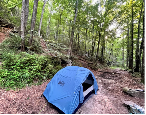 A blue tent set up in a lush green forest with trees and underbrush surrounding it.