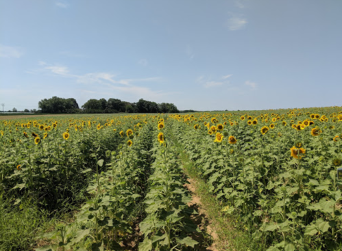 A vibrant field of sunflowers stretches towards the horizon under a clear blue sky.