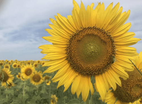 A close-up of a vibrant sunflower with a field of sunflowers in the background under a blue sky.