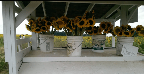 Sunflowers in buckets on a stand, with a sign reading "$6 - A Bundle" in a field of sunflowers.