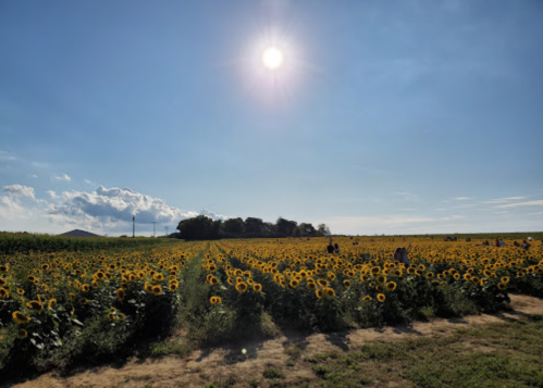 A vibrant field of sunflowers under a bright sun, with people enjoying the scenery in the background.