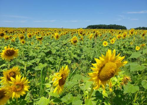 A vibrant field of sunflowers under a clear blue sky, stretching towards the horizon.