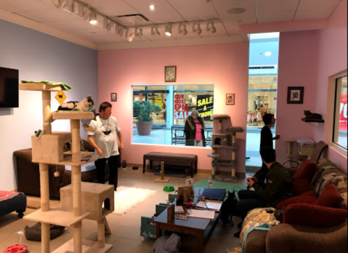A cozy pet adoption center with cat trees, people interacting, and a view of a sale outside through the window.