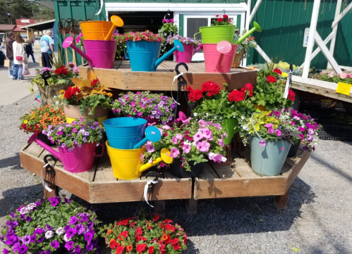 A colorful display of flower pots and watering cans in various sizes, surrounded by vibrant flowers at a garden center.