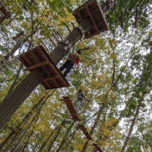 Two people navigate a treetop obstacle course among trees with autumn leaves.