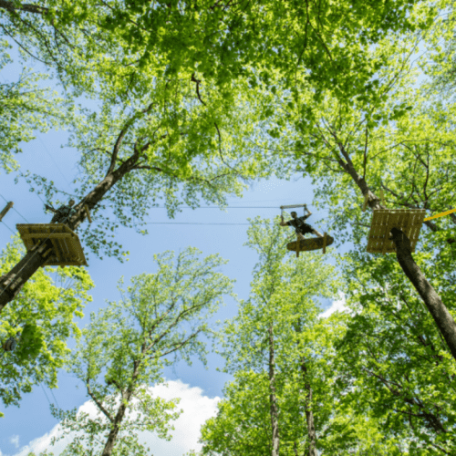 A view of treetops with zip lines and platforms among lush green leaves under a bright blue sky.