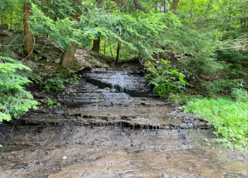 A serene forest scene featuring a small waterfall cascading over rocky steps, surrounded by lush greenery.