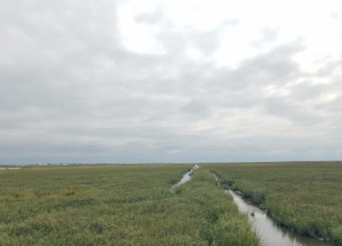 A wide view of a grassy marshland with a narrow waterway running through it under a cloudy sky.