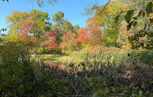 A serene pond surrounded by vibrant autumn foliage and lush greenery under a clear blue sky.