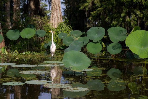 A white heron stands among large green lily pads in a serene pond surrounded by trees.