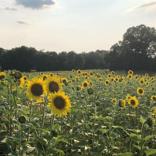A vibrant field of sunflowers under a sunny sky, with green trees in the background.