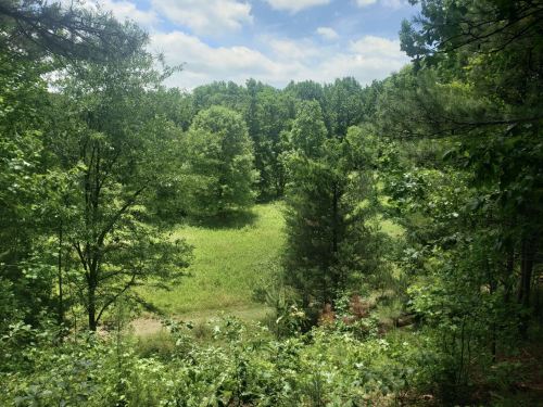 Lush green trees surround a grassy clearing under a partly cloudy sky in a serene natural landscape.