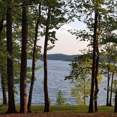 A serene view of a lake framed by tall trees under a clear sky.