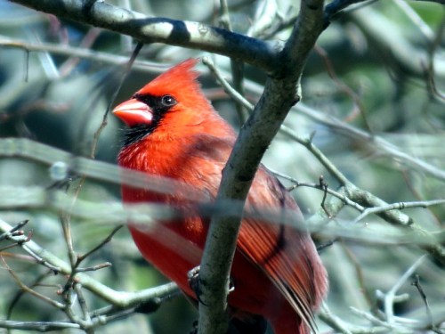A vibrant red cardinal perched on a branch, surrounded by bare tree limbs.