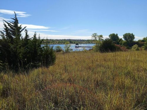 A serene landscape featuring tall grass, trees, and a calm lake with a dock under a clear blue sky.