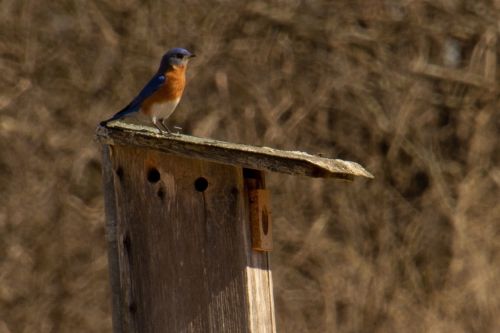 A bluebird perched on the edge of a wooden birdhouse, with a blurred natural background.