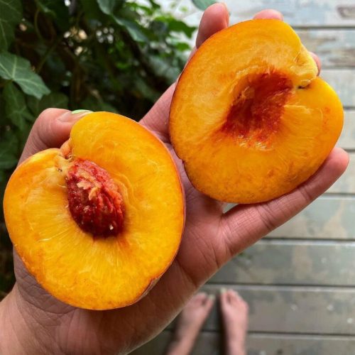 A hand holding a halved peach, showcasing its vibrant orange flesh and pit, with greenery in the background.