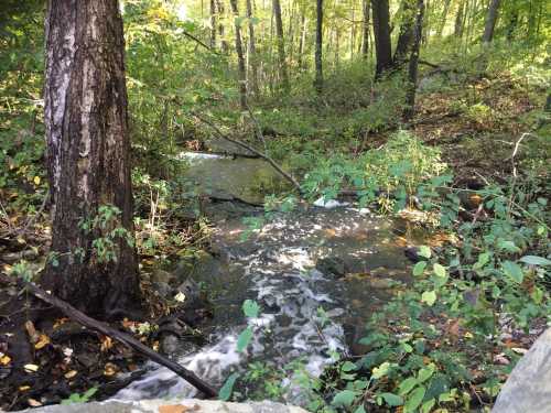 A serene stream flows through a lush, green forest with trees and foliage surrounding the water.