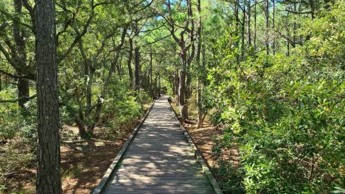 A wooden boardwalk winding through a lush green forest with tall trees and dense foliage on either side.