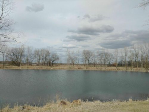 A calm pond surrounded by bare trees under a cloudy sky, with grassy banks and distant land visible.