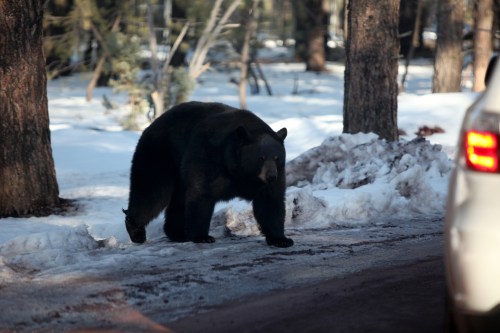 A black bear walks along a snowy road, surrounded by trees in a forested area.