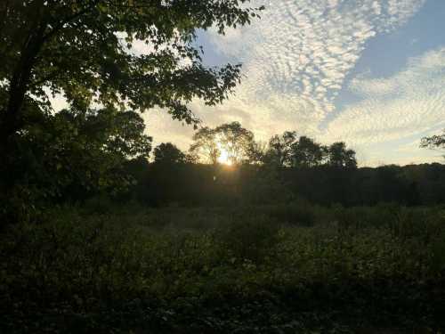 Sunset behind trees, casting a warm glow over a grassy field under a sky filled with wispy clouds.