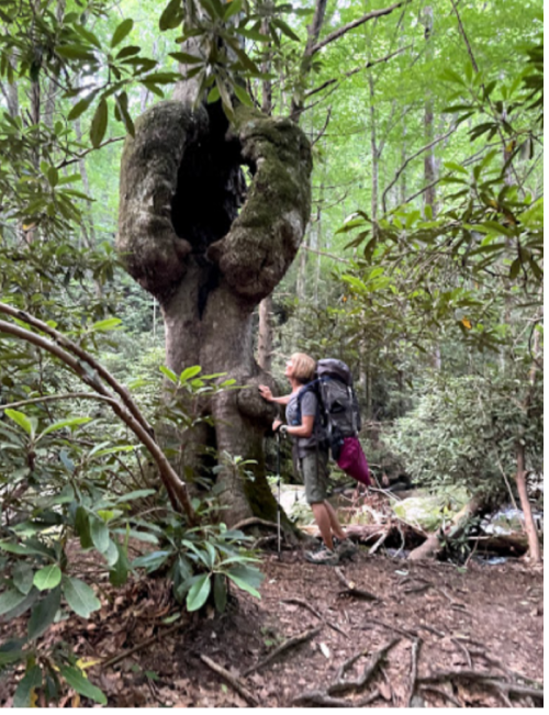 A hiker with a backpack admires a large, unique tree in a lush forest.