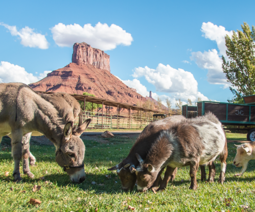 Donkeys and goats graze on grass with a red rock formation and blue sky in the background.