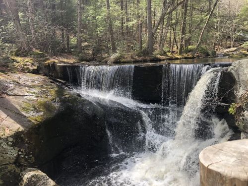 A serene forest scene featuring a waterfall cascading over rocks, surrounded by lush green trees.