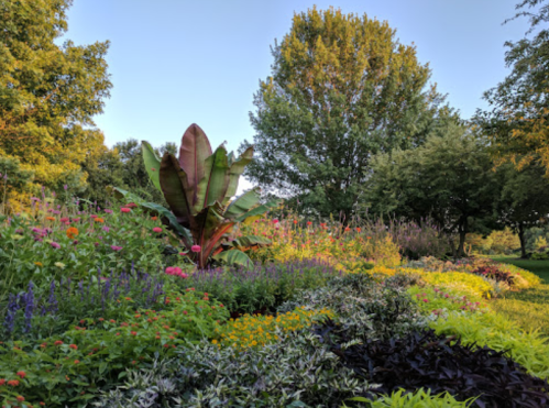 A vibrant garden filled with colorful flowers, lush greenery, and a large tropical plant under a clear blue sky.