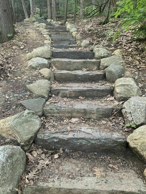 Stone steps lead up a wooded path, surrounded by trees and scattered leaves.