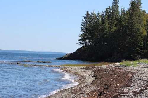 A serene coastal scene with a rocky shore, gentle waves, and trees lining the water under a clear blue sky.