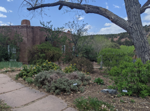 A lush garden with various plants and a large tree, set against a backdrop of a rustic building and blue sky.