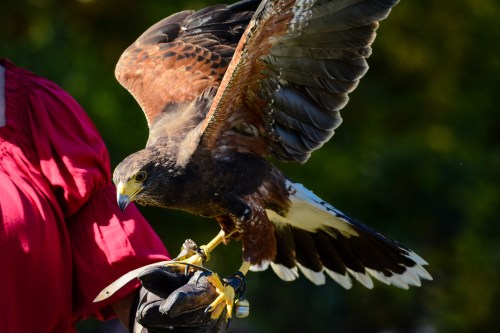 A hawk with outstretched wings perched on a gloved hand, showcasing its feathers in bright sunlight.