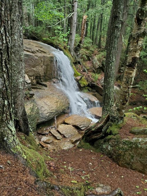 A serene waterfall cascading over rocks, surrounded by lush green trees and mossy ground in a tranquil forest setting.