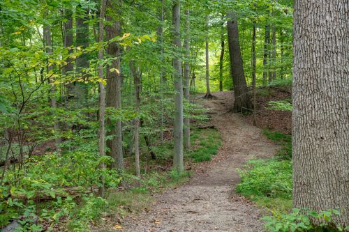 A winding dirt path through a lush green forest with tall trees and scattered foliage.