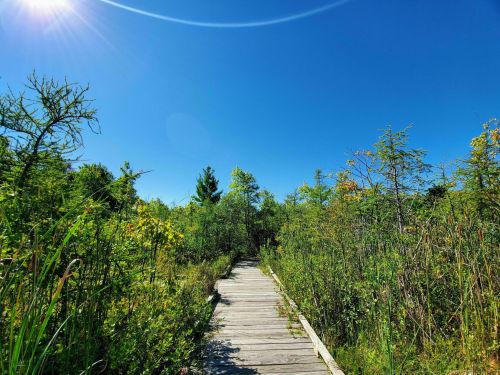 A wooden boardwalk leads through lush greenery under a clear blue sky with bright sunlight.