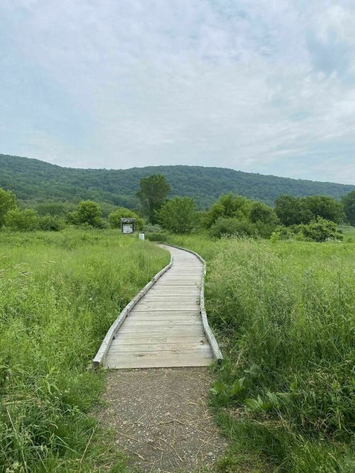 A wooden boardwalk winds through lush green grass, leading towards a distant tree line and rolling hills under a cloudy sky.