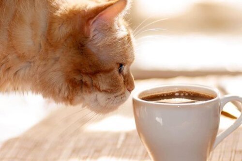 A curious orange cat leans in to sniff a cup of coffee on a table.