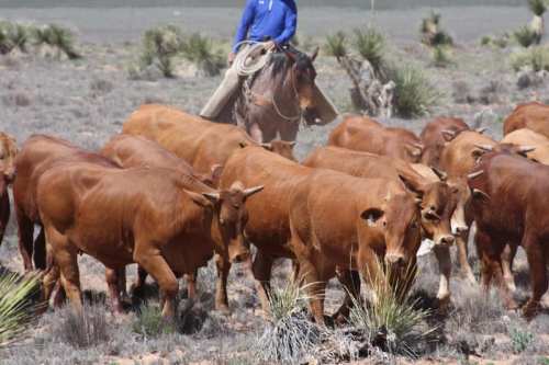 A cowboy on horseback herds a group of brown cattle in a dry, open landscape with sparse vegetation.