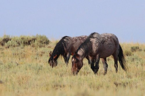 Two horses grazing in a grassy field with sparse vegetation under a clear blue sky.