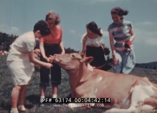 Four girls feeding a cow in a sunny field, enjoying a day outdoors.