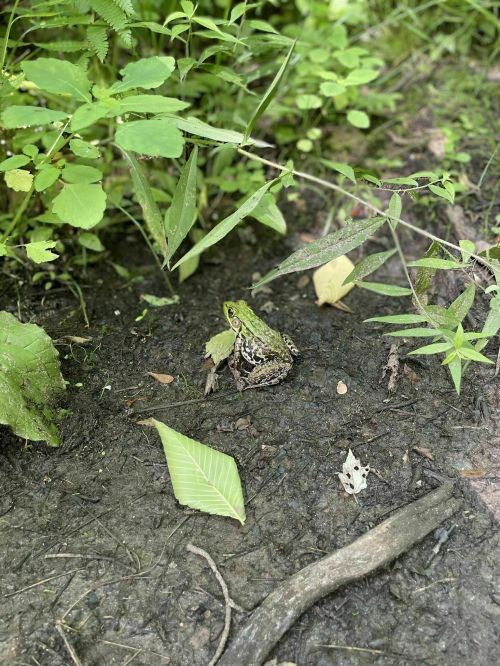 A green frog camouflaged among leaves and plants on a muddy ground in a natural setting.