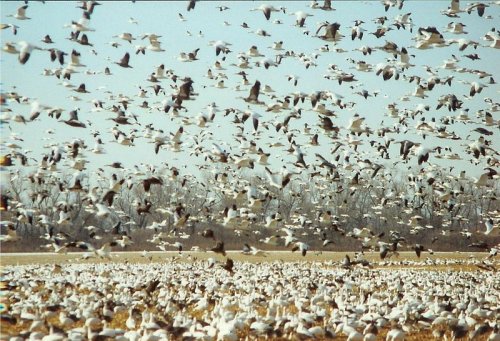 A large flock of white birds takes flight over a field, with trees in the background under a clear blue sky.