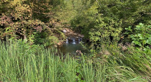 A serene forest scene featuring a small waterfall surrounded by lush greenery and tall grass.