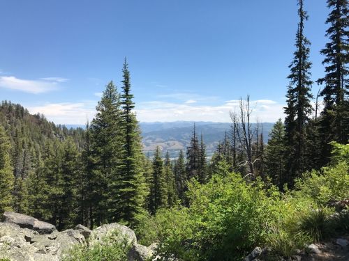 A scenic view of a mountainous landscape with tall pine trees and a clear blue sky.