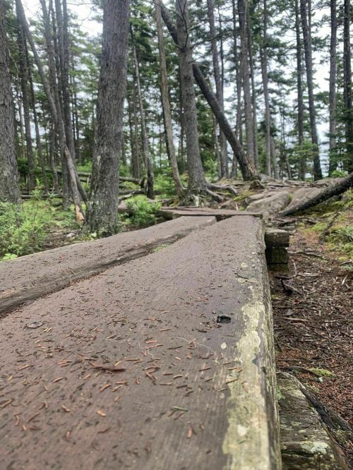 A wooden path winding through a forest of tall trees, surrounded by greenery and a natural, serene atmosphere.