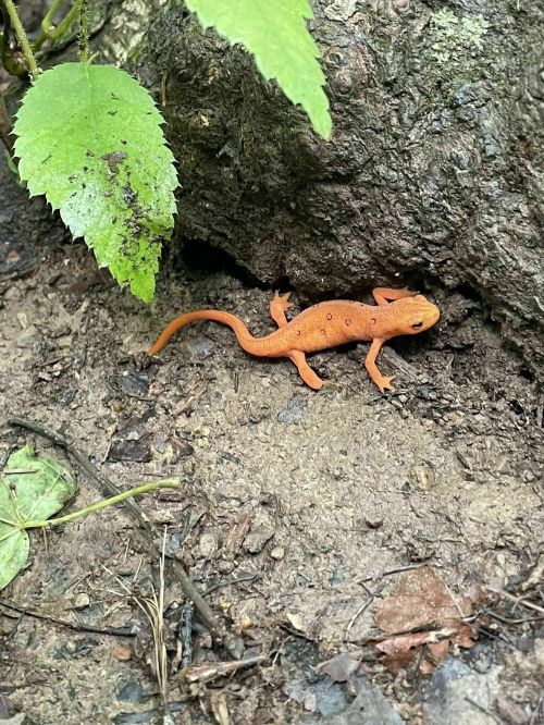 An orange newt crawls near a tree trunk, surrounded by green leaves and earthy ground.